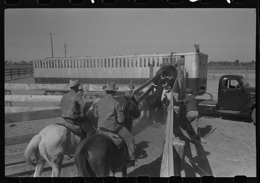 Brawley, California. Loading cattle into trailer for shipment to market