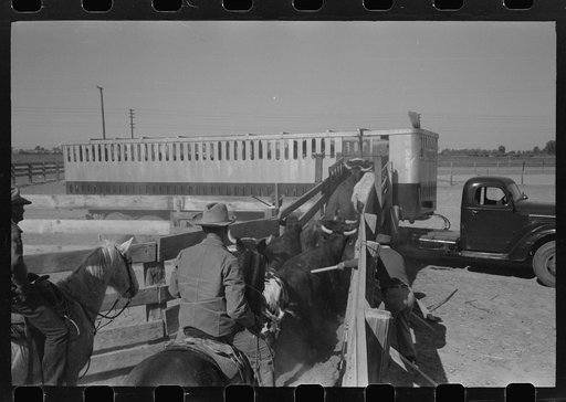Untitled photo, possibly related to: Brawley, California. Loading cattle into trailer for shipment to market