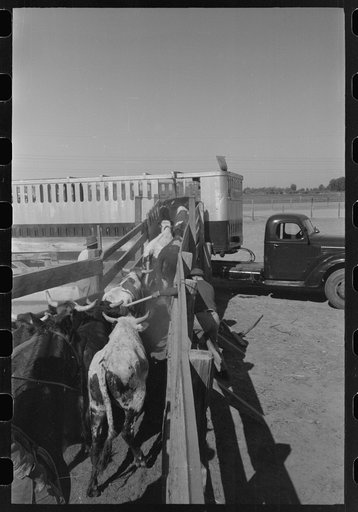 Untitled photo, possibly related to: Brawley, California. Cattle corral. Many cattle are fed for market