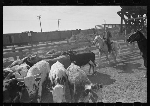 Driving cattle into corral before shipment to market. Brawley, California. These are Mexican cattle and are not typical of the fine cattle usually found in this section