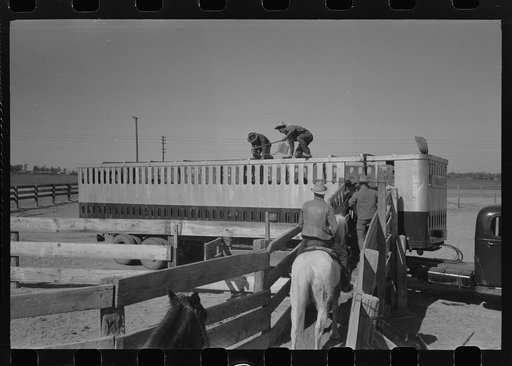 Loading cattle into trailer for shipment to market. Brawley, California