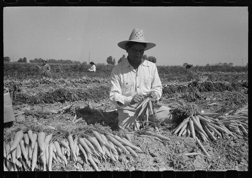 Untitled photo, possibly related to: Bunching carrots. Imperial County, California