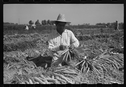 Bunching carrots. Imperial County, California