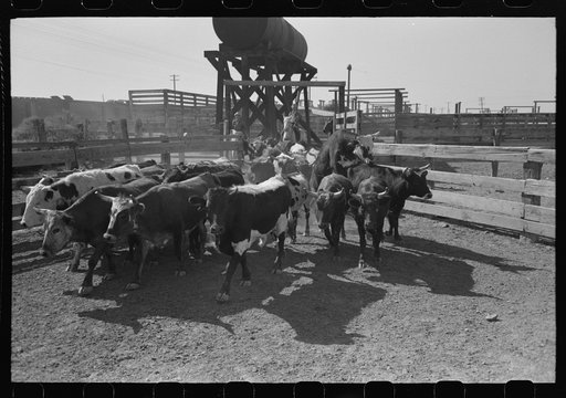 Driving cattle into corral before shipment to market. Brawley, California. These are Mexican cattle and are not typical of the fine cattle usually found in this section