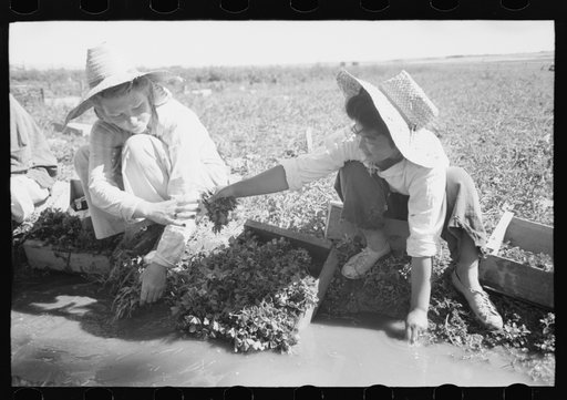Malheur County, Oregon. Japanese-American girls washing celery sprouts for transplanting