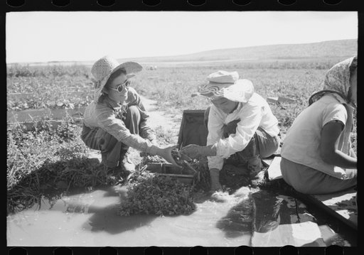 Malheur County, Oregon. Japanese-American girls washing celery sprouts for transplanting