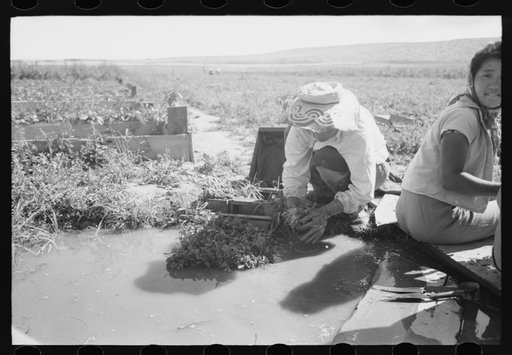 Untitled photo, possibly related to: Malheur County, Oregon. Japanese-American girls washing celery sprouts for transplanting