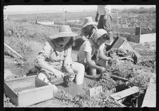 Malheur County, Oregon. Japanese-American girls washing celery sprouts for transplanting
