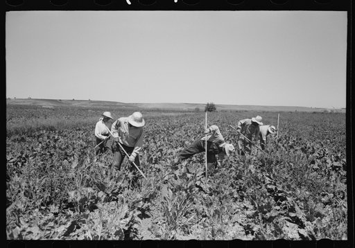 Nyssa, Oregon. FSA (Farm Security Administration) mobile camp. Japanese-Americans working in the sugar beets
