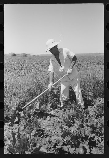 Nyssa, Oregon. FSA (Farm Security Administration) mobile camp. A Japanese-American working in the sugar beets