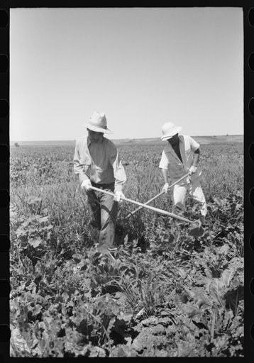 Nyssa, Oregon. FSA (Farm Security Administration) mobile camp. Japanese-Americans working in the sugar beets