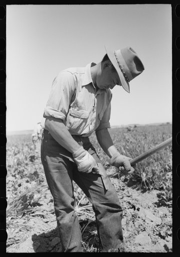 Nyssa, Oregon. FSA (Farm Security Administration) mobile camp. A Japanese-American farm worker sharpening a hoe