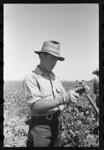Untitled photo, possibly related to: Nyssa, Oregon. FSA (Farm Security Administration) mobile camp. A Japanese-American farm worker sharpening a hoe