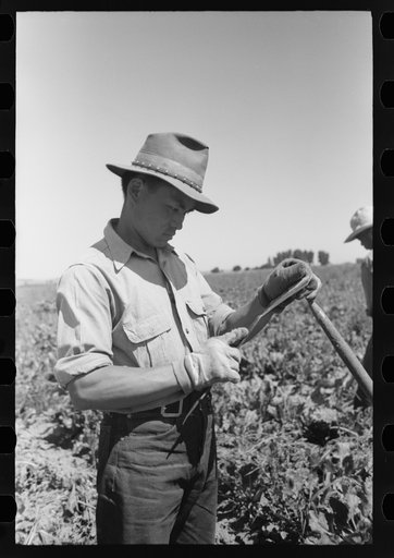 Nyssa, Oregon. FSA (Farm Security Administration) mobile camp. A Japanese-American farm worker sharpening a hoe