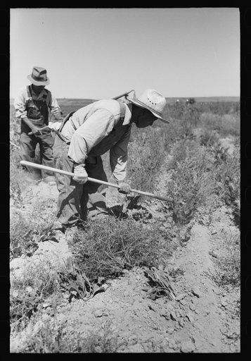 Nyssa, Oregon. FSA (Farm Security Administration) mobile camp. Japanese-Americans working in the sugar beets