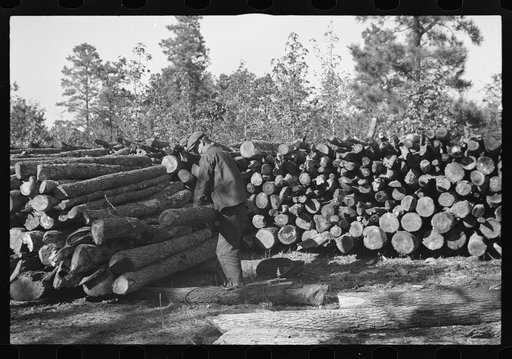 Resettlement worker piling firewood on Eastern Shore Land Use Project, Maryland