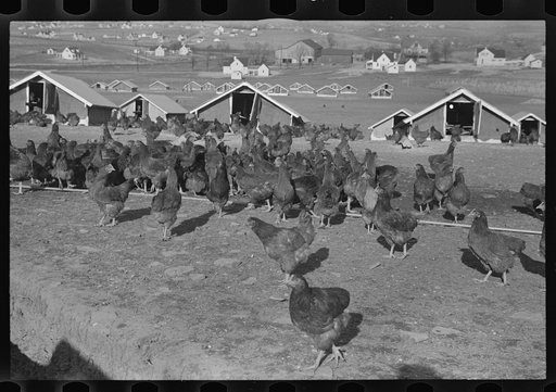 Chicken range, Westmoreland Homesteads, Pennsylvania