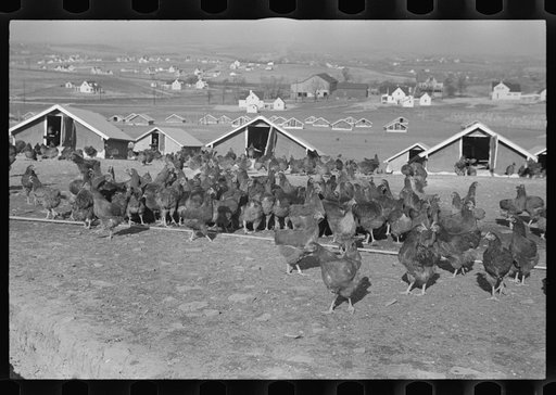 Untitled photo, possibly related to: Chicken range, Westmoreland Homesteads, Pennsylvania