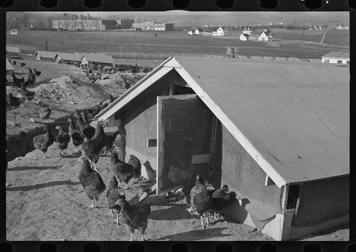 Untitled photo, possibly related to: Chicken range, Westmoreland Homesteads, Pennsylvania