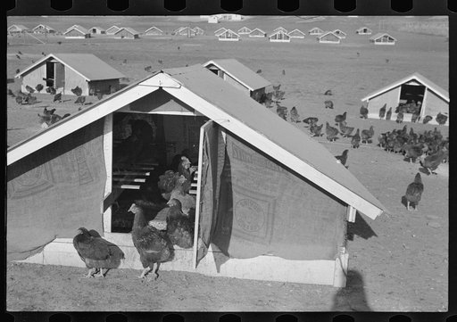 Chicken range, Westmoreland Homesteads, Pennsylvania