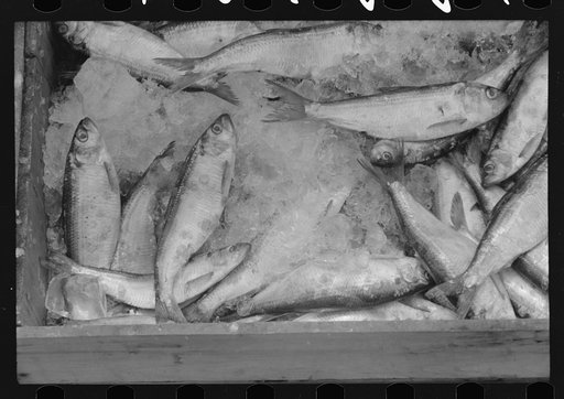 Fish at waterfront market, Washington, D.C.