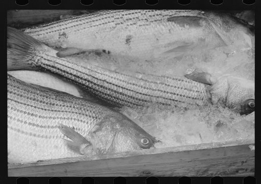 Untitled photo, possibly related to: Fish at waterfront market, Washington, D.C.