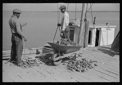 Untitled photo, possibly related to: Unloading oysters, Rock Point, Maryland