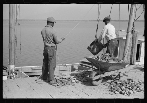 Untitled photo, possibly related to: Unloading oysters, Rock Point, Maryland