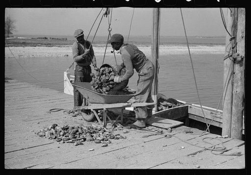 Untitled photo, possibly related to: Unloading oysters, Rock Point, Maryland