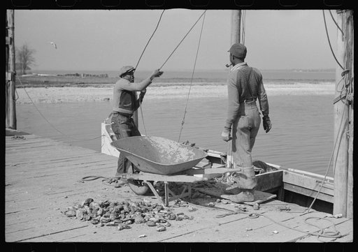 Untitled photo, possibly related to: Unloading oysters, Rock Point, Maryland