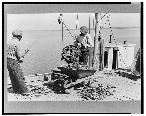 Unloading oysters, Rock Point, Maryland