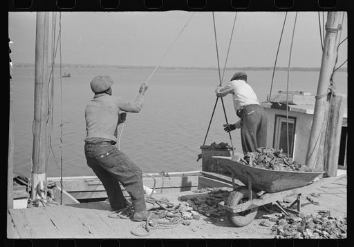 Untitled photo, possibly related to: Unloading oysters, Rock Point, Maryland