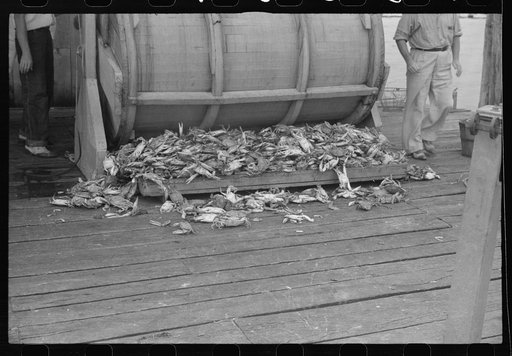 Untitled photo, possibly related to: Sorting the cooked crabs for shipping. Rock Point, Maryland