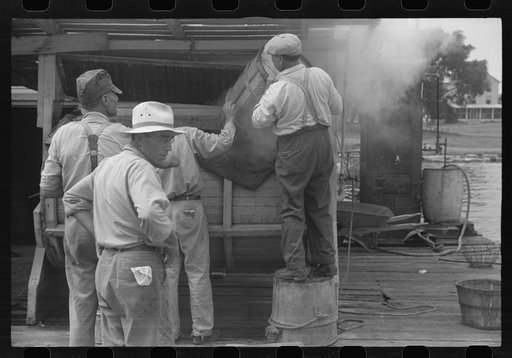 Untitled photo, possibly related to: Dumping crabs into cooker. Rock Point, Maryland
