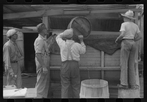 Untitled photo, possibly related to: Dumping crabs into cooker. Rock Point, Maryland