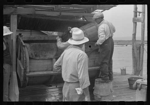 Untitled photo, possibly related to: Dumping crabs into cooker. Rock Point, Maryland