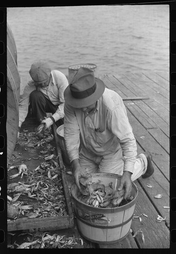 Untitled photo, possibly related to: Sorting the cooked crabs for shipping. Rock Point, Maryland