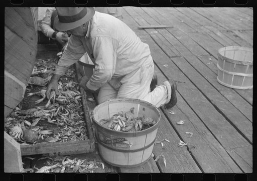 Sorting the cooked crabs for shipping. Rock Point, Maryland