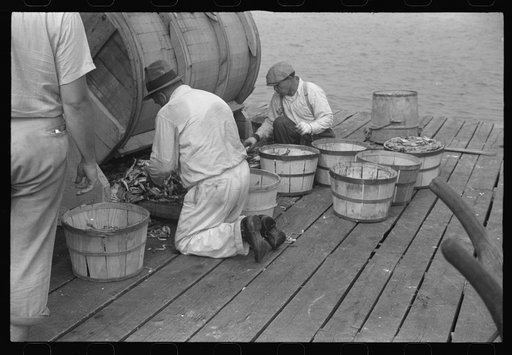 Sorting the cooked crabs for shipping. Rock Point, Maryland