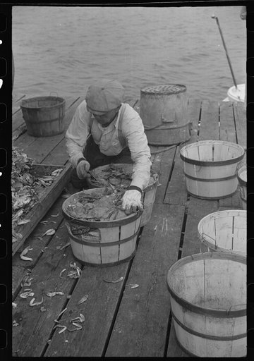 Untitled photo, possibly related to: Sorting the cooked crabs for shipping. Rock Point, Maryland