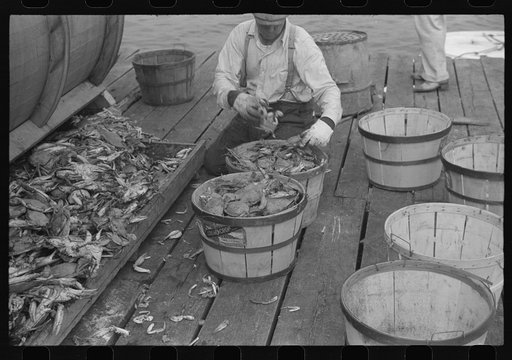 Untitled photo, possibly related to: Sorting the cooked crabs for shipping. Rock Point, Maryland