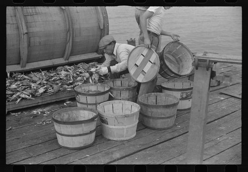 Untitled photo, possibly related to: Sorting the cooked crabs for shipping. Rock Point, Maryland