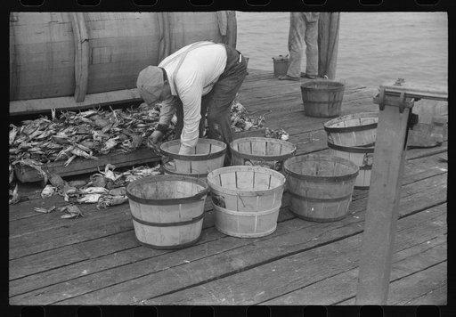 Sorting crabs for grade before shipment at Rock Point, Maryland