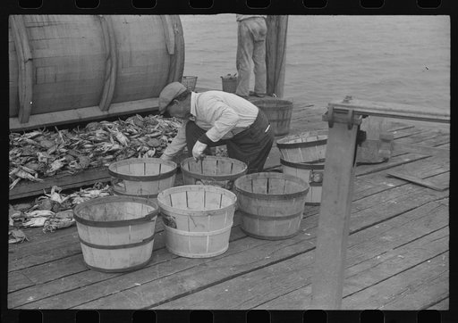 Untitled photo, possibly related to: Sorting the cooked crabs for shipping. Rock Point, Maryland