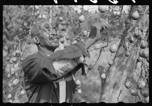 Untitled photo, possibly related to: FSA (Farm Security Administration) borrower picking pears. Saint Mary's County, Maryland