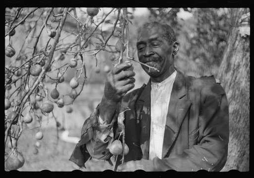 Untitled photo, possibly related to: FSA (Farm Security Administration) borrower picking pears. Saint Mary's County, Maryland