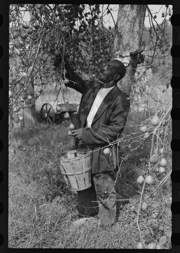Untitled photo, possibly related to: FSA (Farm Security Administration) borrower picking pears. Saint Mary's County, Maryland