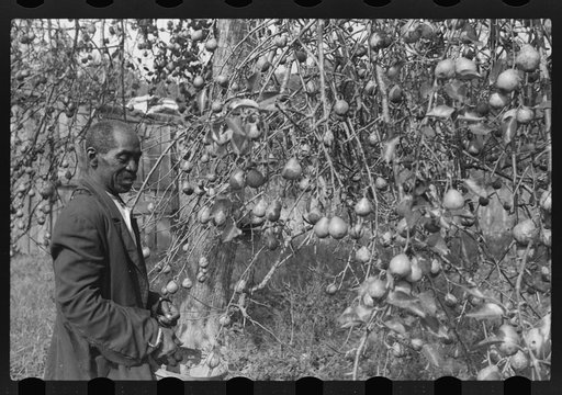 Untitled photo, possibly related to: FSA (Farm Security Administration) borrower picking pears. Saint Mary's County, Maryland