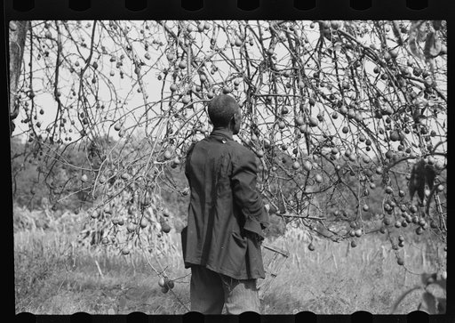 FSA (Farm Security Administration) borrower picking pears. Saint Mary's County, Maryland