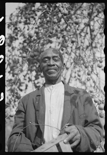 Untitled photo, possibly related to: FSA (Farm Security Administration) borrower picking pears. Saint Mary's County, Maryland